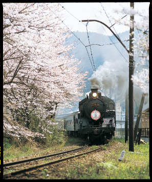 桜の見ごろ 家山の桜トンネル 翠紅苑ブログ 桜の見ごろ 家山の桜トンネル 翠紅苑ブログ
