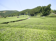 川根茶の茶畑の写真