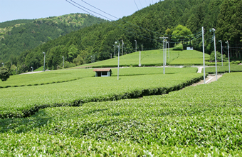 川根茶の畑